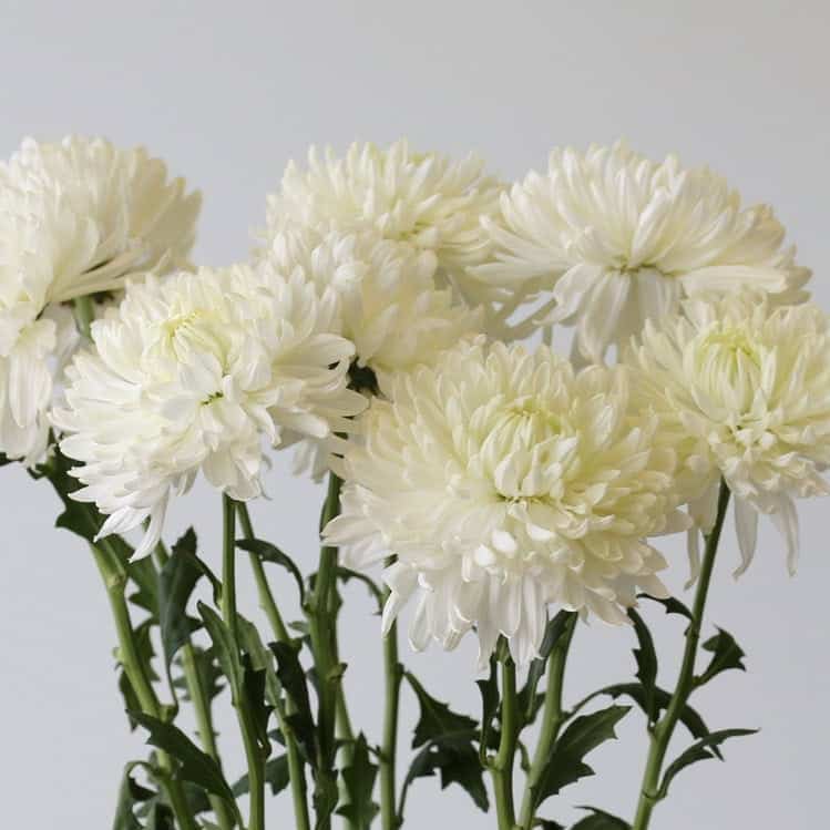 Cremon Disbud White