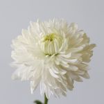 Chrysanthèmes Cremon Disbud Blanc en vrac