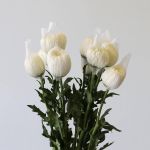 Chrysanthèmes Cremon Disbud Blanc en vrac