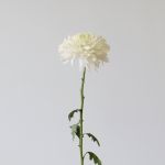 Chrysanthèmes Cremon Disbud Blanc en vrac