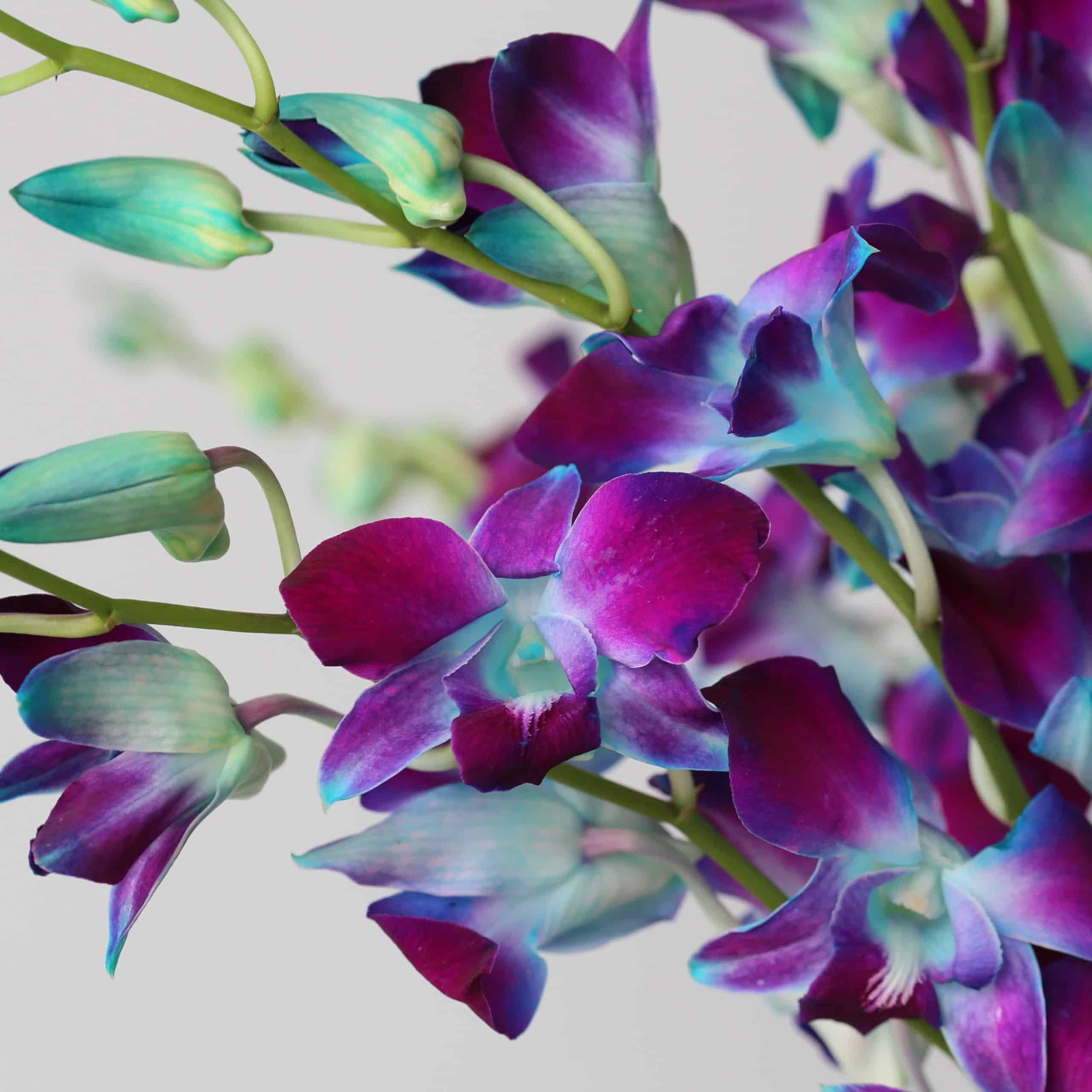 Dendrobium Orchid Blue