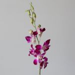 Orchidees Roses Cesars en vrac