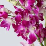 Orchidees Roses Cesars en vrac