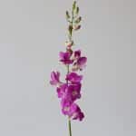 Orchidees Roses en vrac