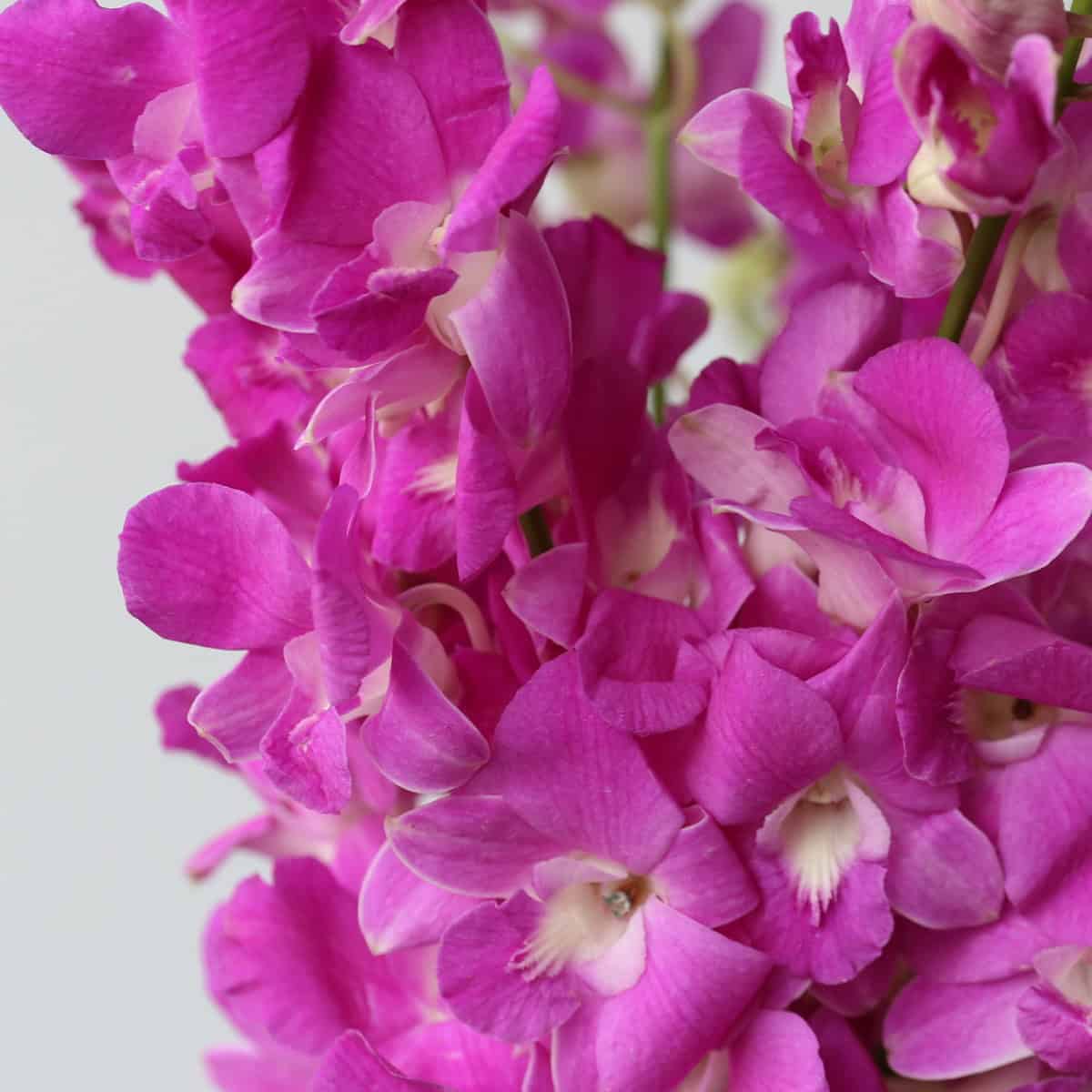 Dendrobium Pink Hydrangea