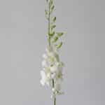 White Dandobrium Orchids (Bulk DIY)