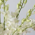 White Dandobrium Orchids (Bulk DIY)