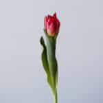 Assorted Double Tulips (Bulk DIY)