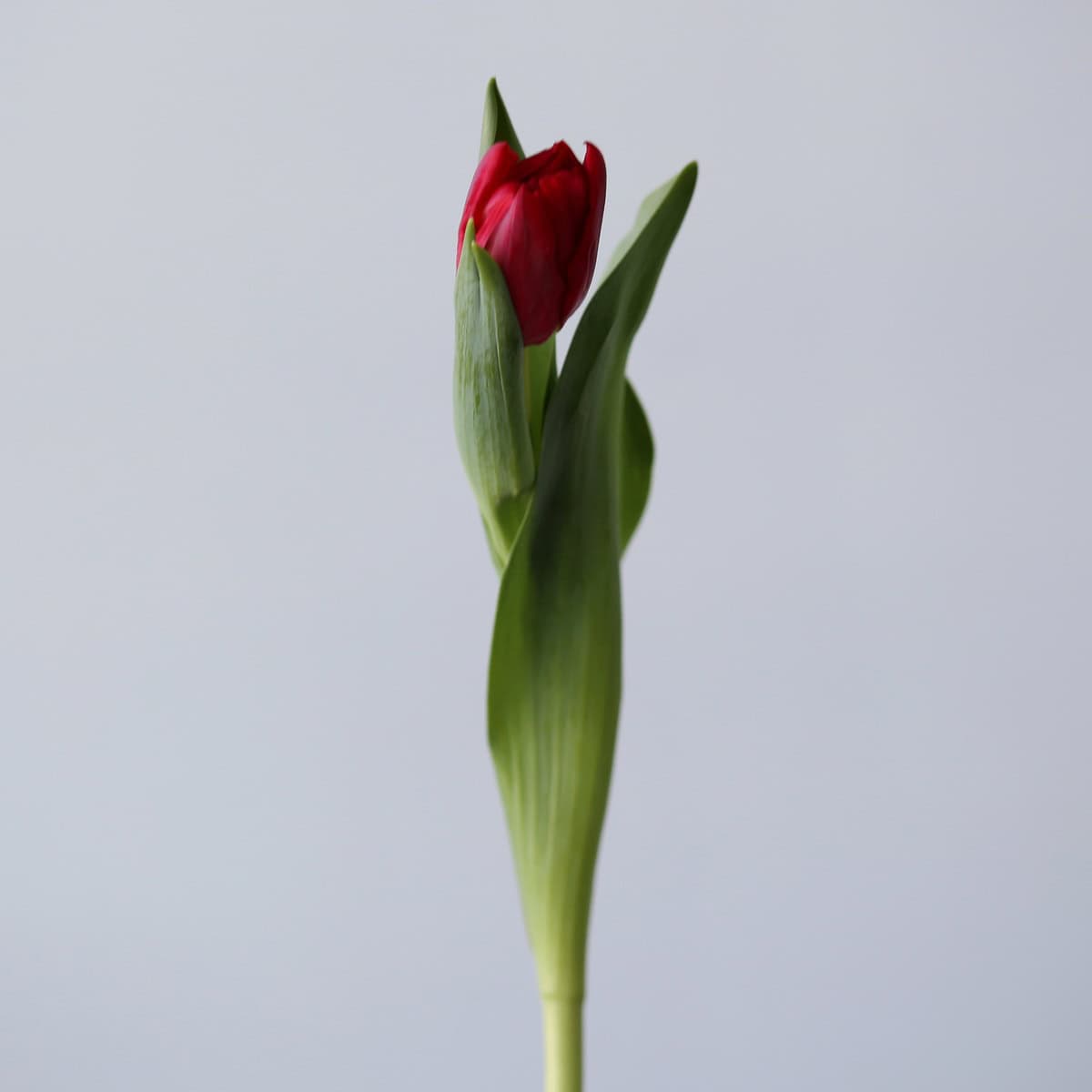 Scarlet Verona Double Tulips