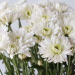 Chrysanthemum Artic Queen (Bulk DIY)