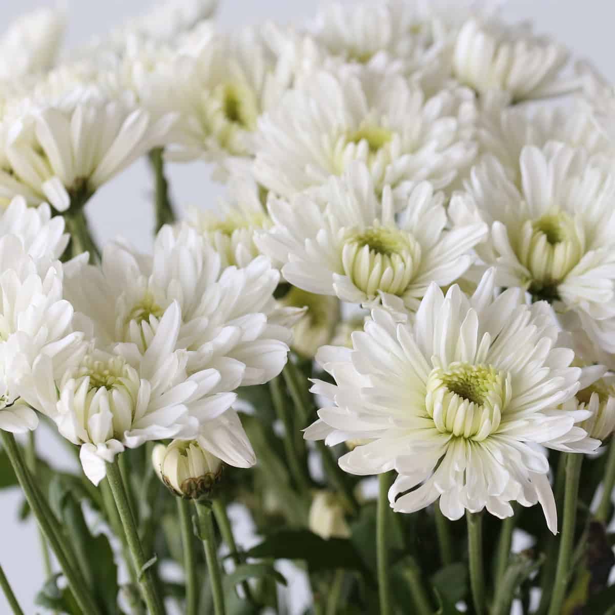Chrysanthemum Artic Queen