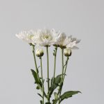 Chrysanthemum Artic Queen (Bulk DIY)