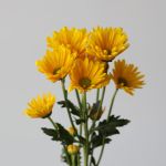 Chrysanthemum Showwinner Cushion (Bulk DIY)