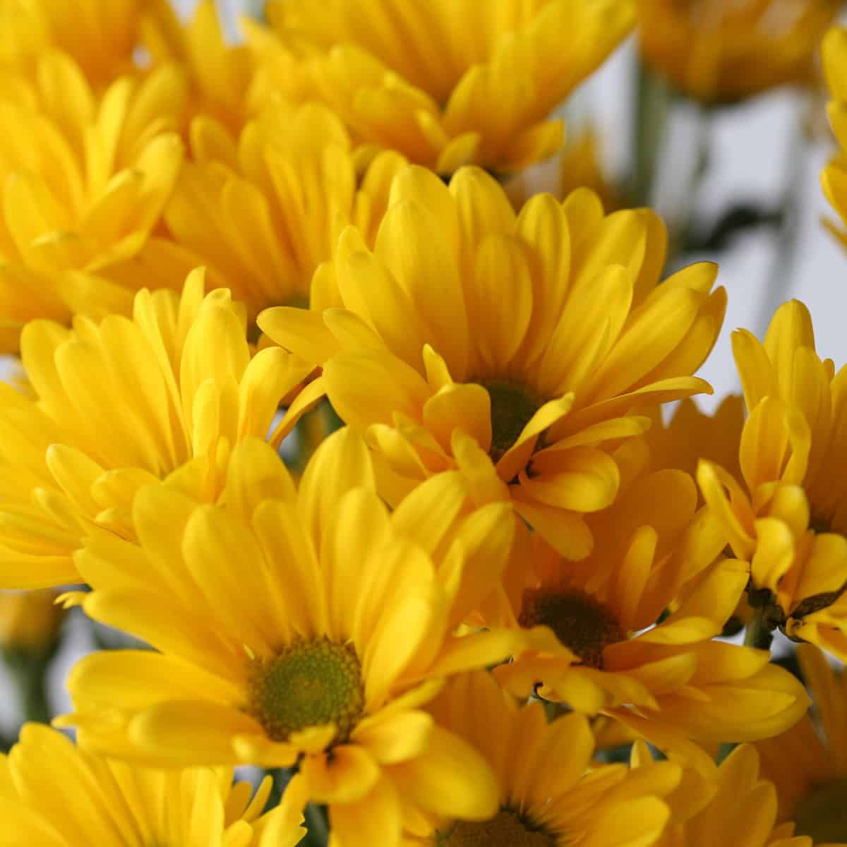Yellow Daisy Chrysanthemum stem