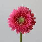 Gerpoms Cupid (Bulk DIY)