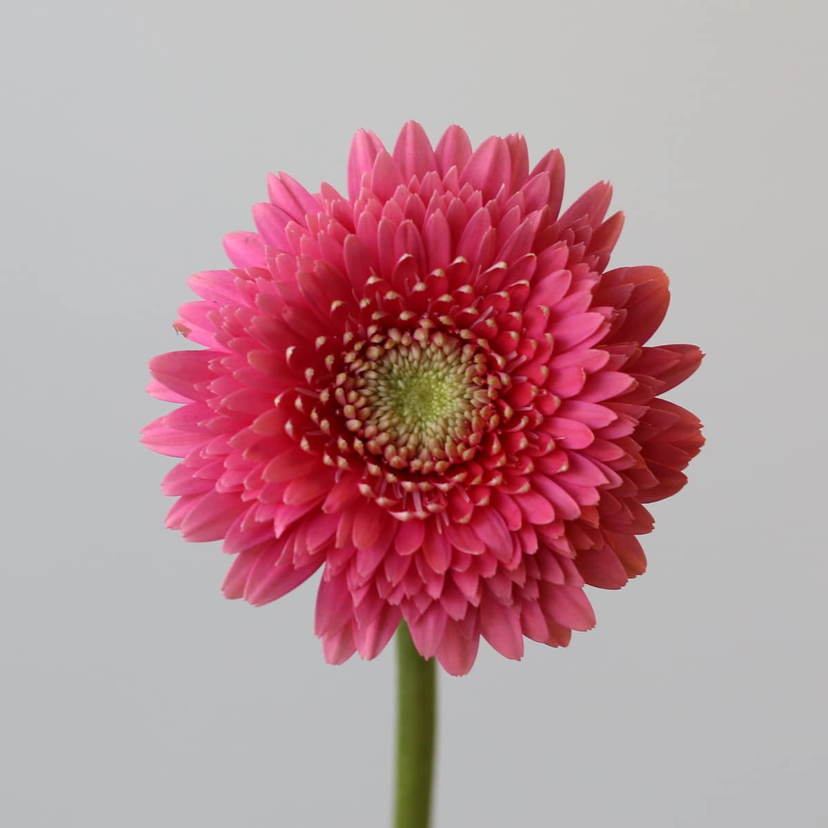 Gerpom Cupid pink