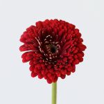 Gerpoms Floyd (Bulk DIY)