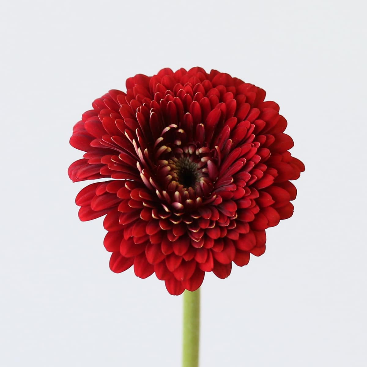 Gerpom Floyd red
