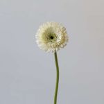 Gerpoms White (Bulk DIY)