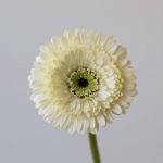 Gerpoms White (Bulk DIY)