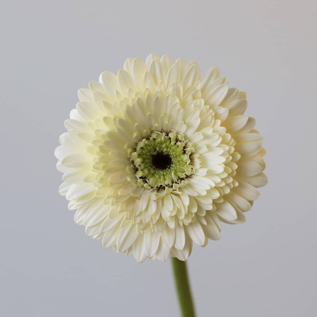 Gerpom Mona white