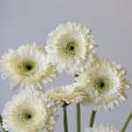 Gerpoms White (Bulk DIY)