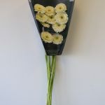 Gerpoms White (Bulk DIY)