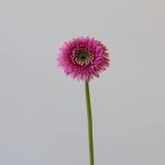 Gerpoms Pluck (Bulk DIY)