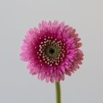 Gerpoms Pluck (Bulk DIY)