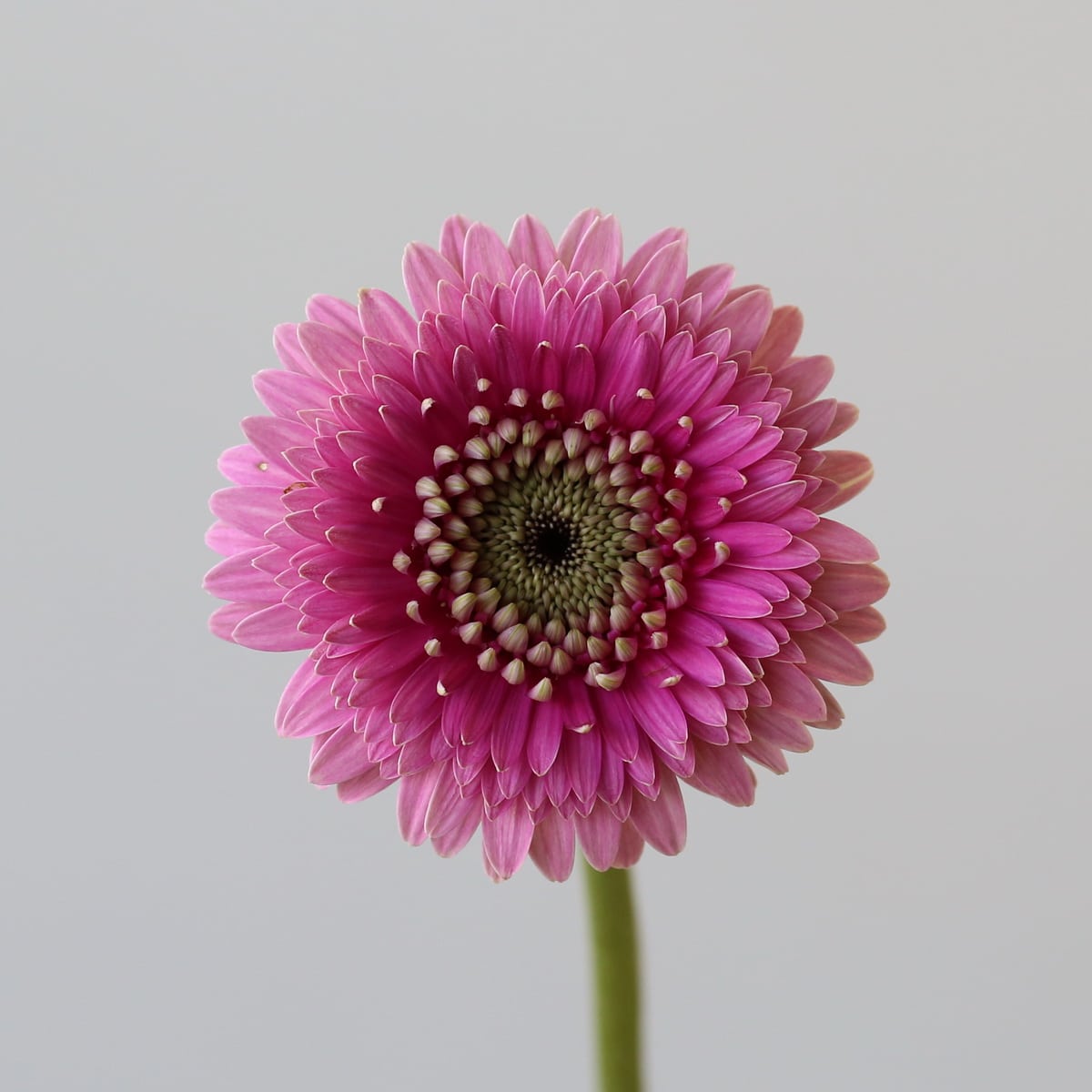 Gerpom Pluck Fuschia