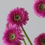 Gerpoms Pluck (Bulk DIY)