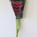 Gerpoms Pluck (Bulk DIY)