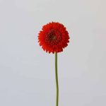 Gerpoms Fozzie (Bulk DIY)