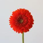 Gerpoms Fozzie (Bulk DIY)