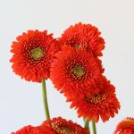 Gerpoms Fozzie (Bulk DIY)