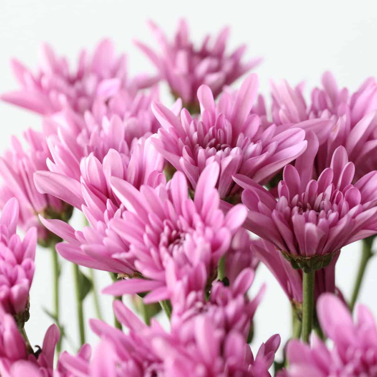 Chrysanthemum Cushion Veronica
