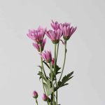 Chrysanthemum Cushion Veronica (Bulk DIY)