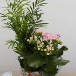 Jardinière Arrosoir Airy 