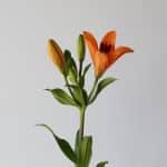 Orange LA Asiatic Lily (Bulk DIY)