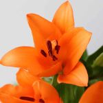 Orange LA Asiatic Lily (Bulk DIY)