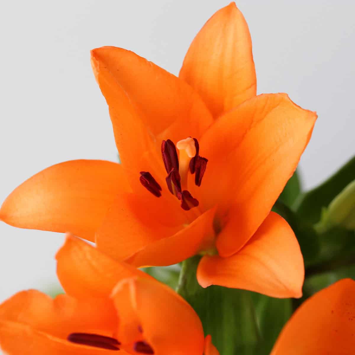 Orange LA Asiatic lily mexico