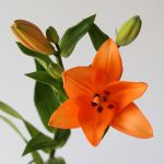 Orange LA Asiatic Lily (Bulk DIY)