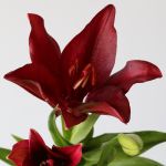 Red LA Asiatic Lily (Bulk DIY)