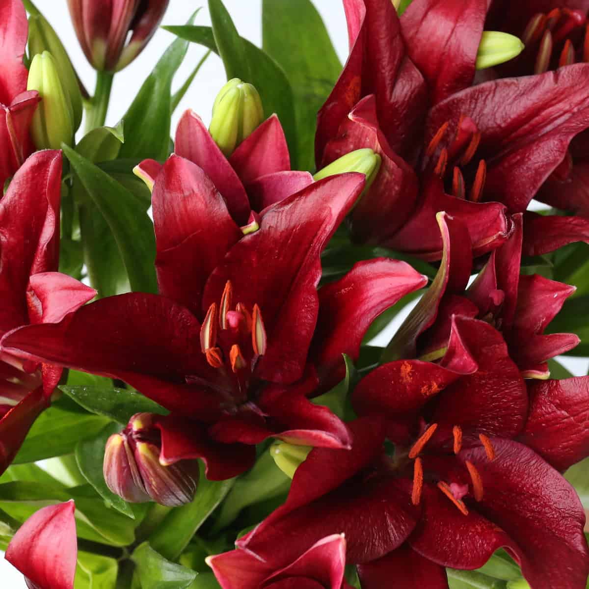 Red LA Asiatic lily mexico