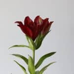 Red LA Asiatic Lily (Bulk DIY)