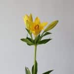 Yellow LA Asiatic Lily (Bulk DIY)