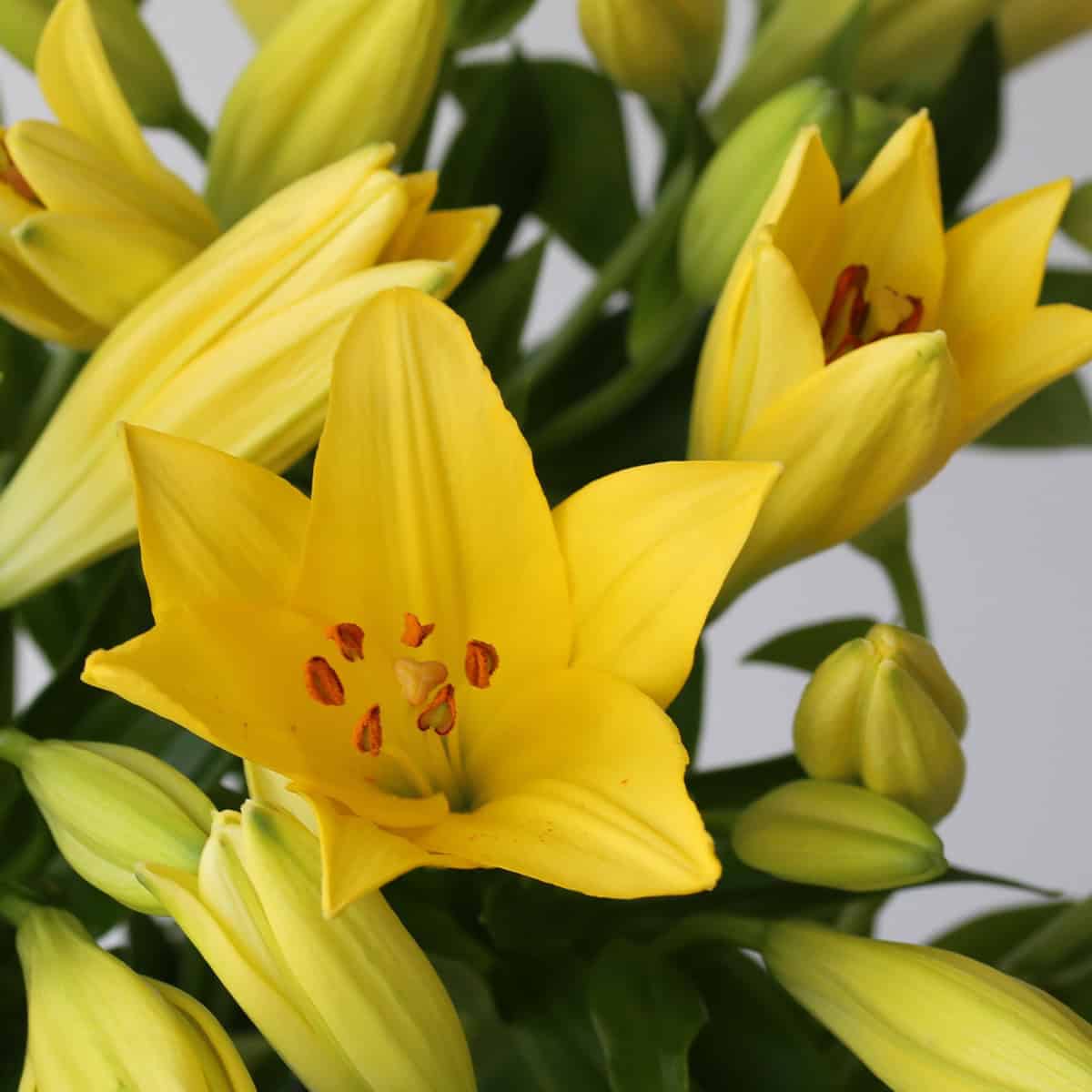 Yellow LA Asiatic lily mexico
