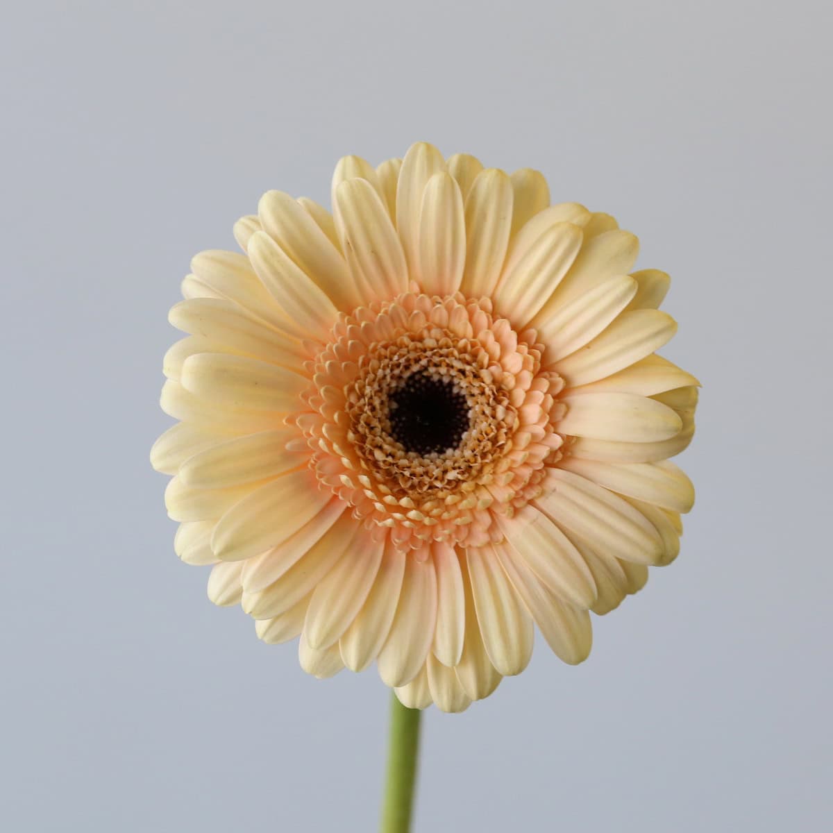 MIni-Gerbera Cafe