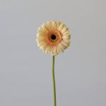 Mini Gerbera Cafe Peach (Bulk DIY)