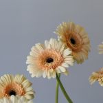 Mini Gerbera Cafe Peach (Bulk DIY)